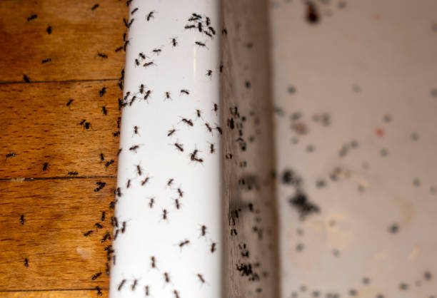 Best Best Pest Control Companies  in Mission, SD